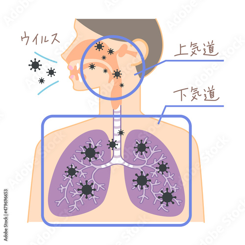 上気道と下気道へのウイルスの侵入（鼻・喉・肺の図表イラスト・文字あり）