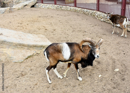 goat in the zoo