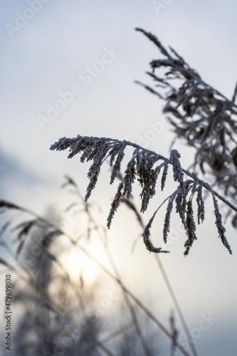 dry grass in the snow . Selective focus. dry grass in the forest, covered with frost, next to the beautiful light of the setting sun. 