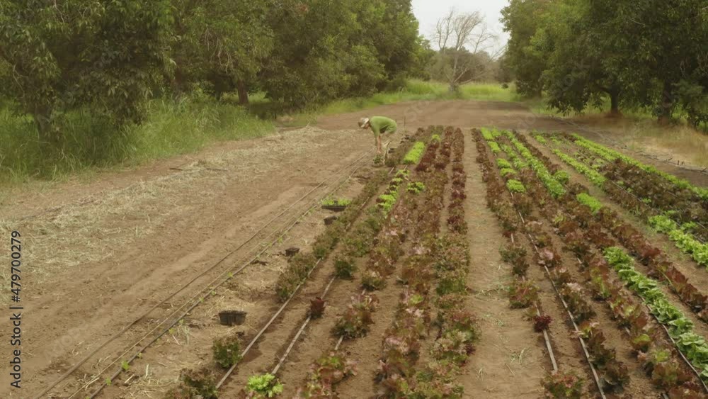 Back view of a man walking through a lettuce plantation in an outdoor field Back view of a man walking through a lettuce plantation in an outdoor field