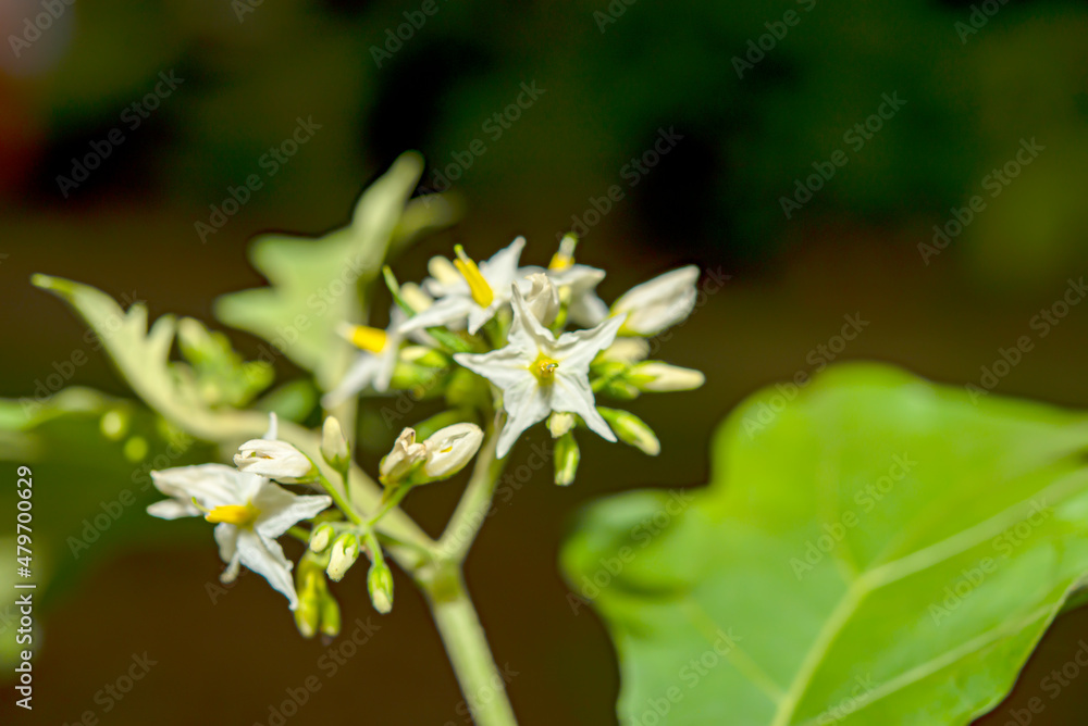 eggplant flower eggplant flower