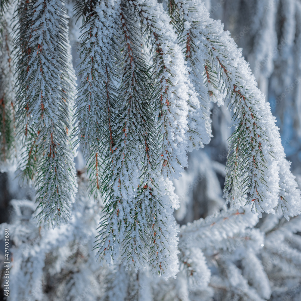 Branches of spruce is covered with frost