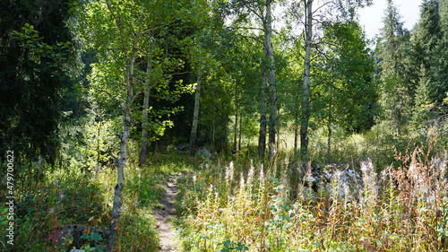 Fototapeta Naklejka Na Ścianę i Meble -  The forest path passes through white birch trees and a green field. There are tall coniferous trees. Different herbs grow. Pooh is flying. The nature of Russia, but located in Kazakhstan, Almaty