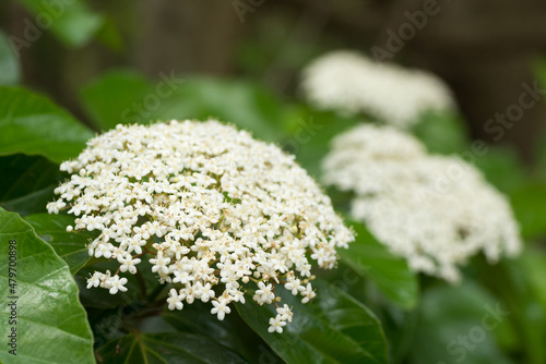 ハクサンボクの花