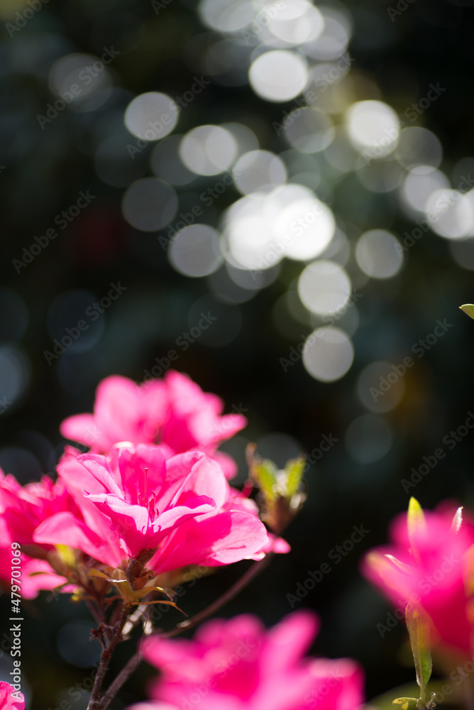 キラキラをバックに濃いピンクのツツジの花 キラキラをバックに濃いピンクのツツジの花