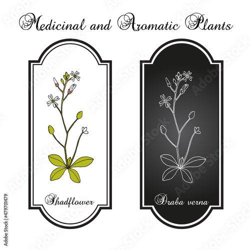 Shadflower or vernal whitlow grass Draba verna , medicinal plant