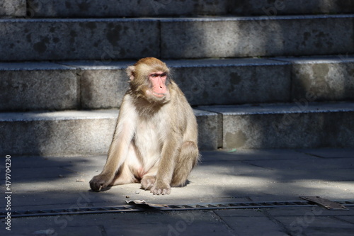 Photos Japanese macaque lazing in sunrays