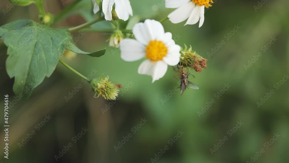 Spider catches and eats fly under spanish needles or Bidens alba flowers. Spider catches and eats fly under spanish needles or Bidens alba flowers.