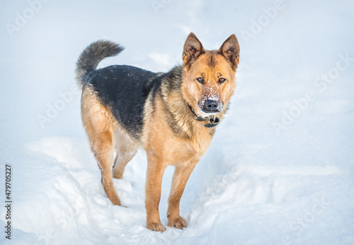 Ginger dog on white snow © yulenochekk