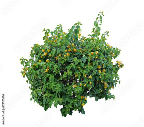Tropical  shrub bush tree isolated  plant with clipping path.