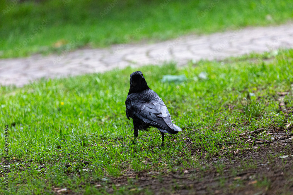 Fototapeta premium Crow walking on the grass in park