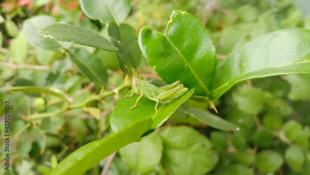 grasshopper on a leaf in the morning grasshopper on a leaf in the morning