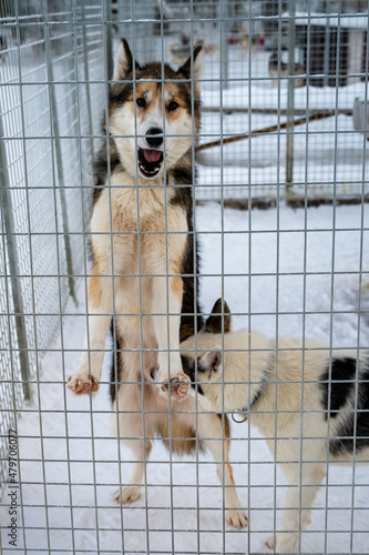 husky is exited to get out of his cage