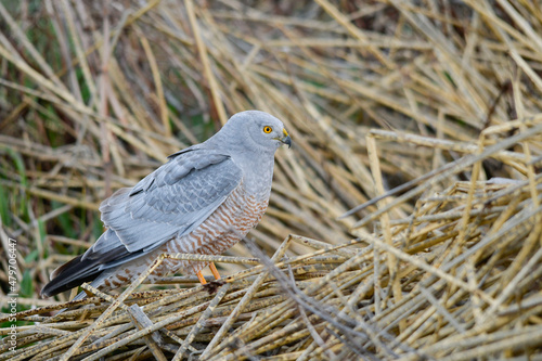 The ashen harrier or ashen hawk, is a species of falconiform bird of the Accipitridae family. photo