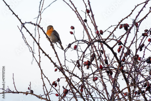 Common robin perched on thorny bush with red berries. Erithacus rubecula.