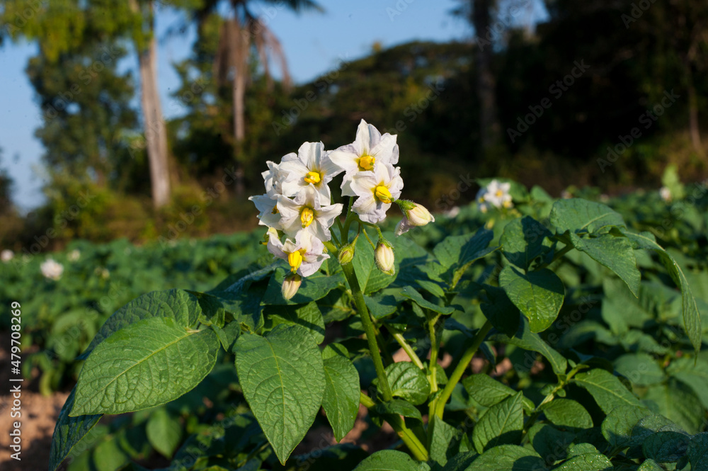 White flowers of blooming potatoes in the garden at sunset. White flowers of blooming potatoes in the garden at sunset.