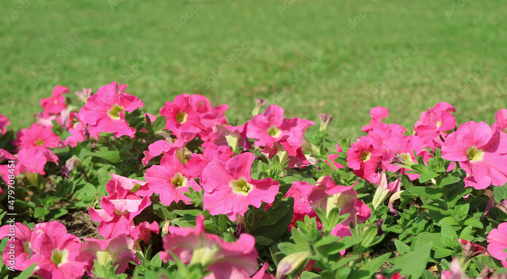 Shrubs of Stunning Hot Pink Petunias Blooming in the Garden