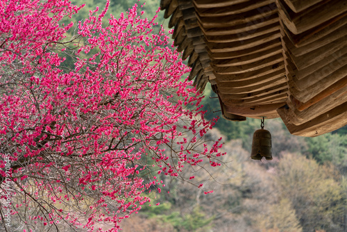 Spring of Hwaeomsa Temple in Gurye, South Korea.
화엄사, 구례, 매화, 흑매화. photo