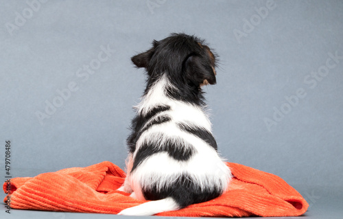 puppy jack russell terrier sitting backwards