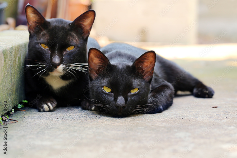 Couple of lazy black cats lying on outdoor floor