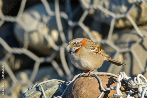 Chingolo, this emberizido is one of the most seen birds in all of Argentina. photo