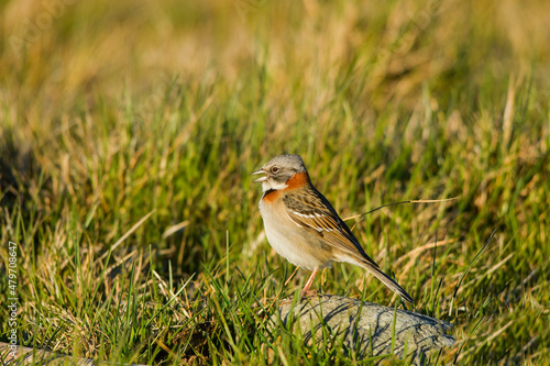 Chingolo, this emberizido is one of the most seen birds in all of Argentina. photo