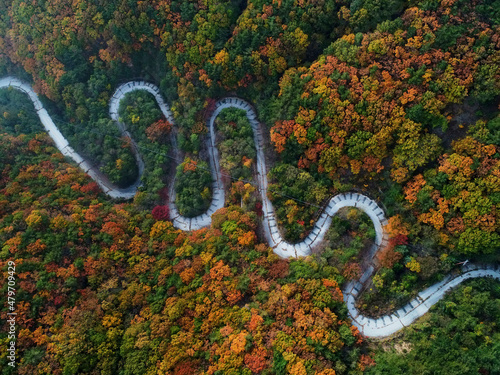 Aerial drone view of a curved winding road in autumn forest. South Korea. S자 도로, 가을 풍경, 도로, 단풍.