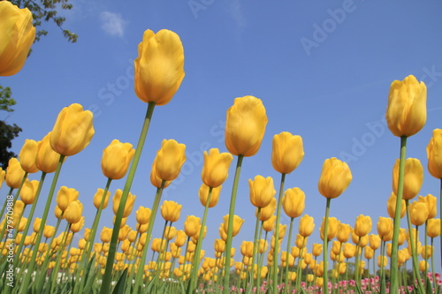 field of tulips