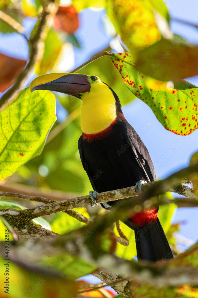 Fototapeta premium big beautiful bird, yellow-throated toucan (Ramphastos ambiguus) perched on tree in natural habitat, Tortuguero, Wildlife and birdwatching in Costa Rica.
