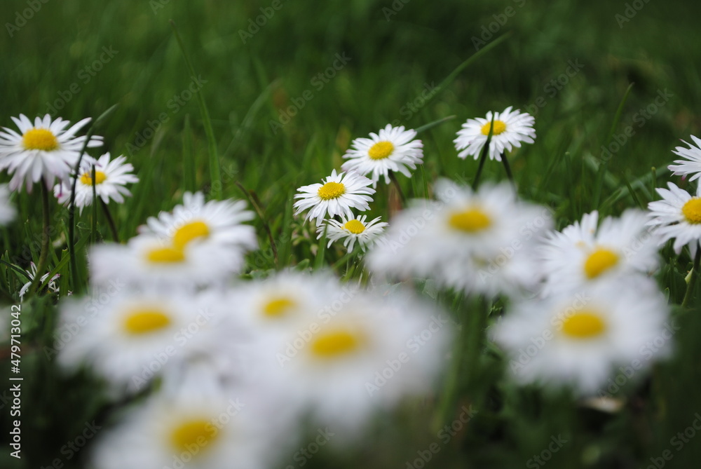 Fototapeta premium daisies in the grass