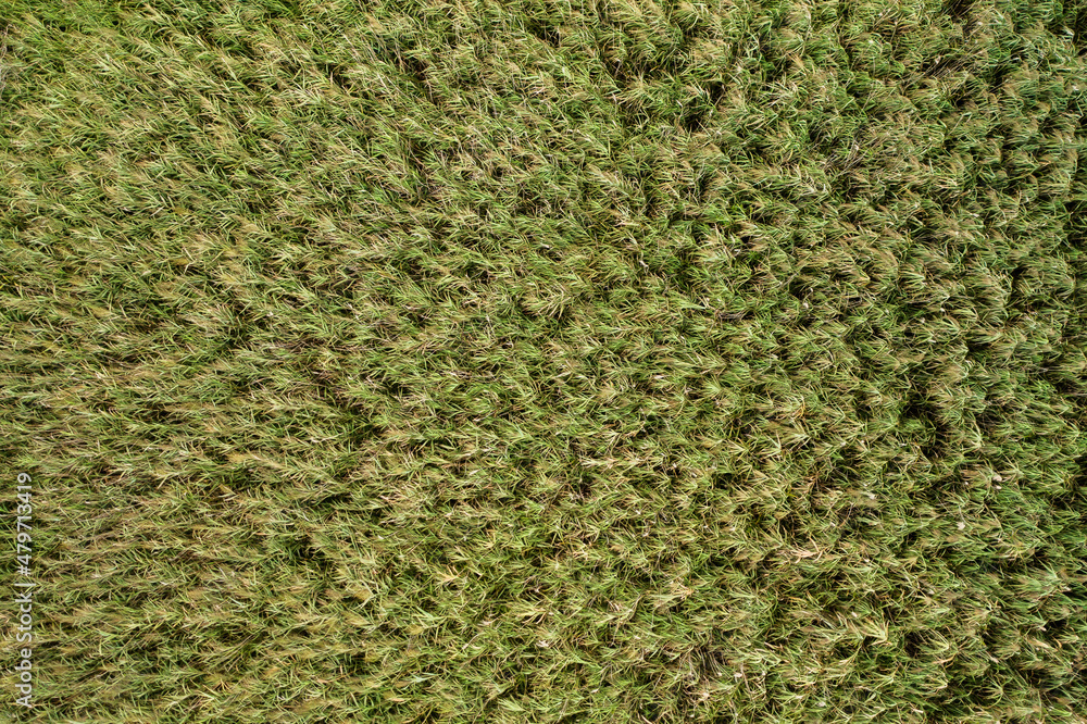 Infinite structure of a reed grass from aerial perspective. Natural green background with green plants captured from above. Open grassland habitat in nature.