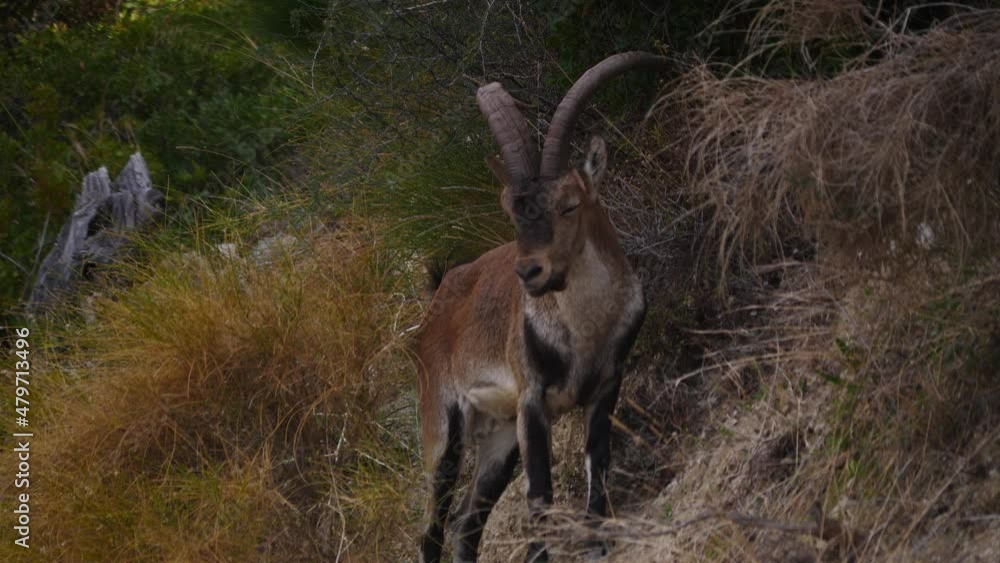 Wild male goat with horns, spanish ibex on seaside coastal cliffs, Maro Cerro Gordo natural park, Andalusia Spain. Slow motion Wild male goat with horns, spanish ibex on seaside coastal cliffs, Maro Cerro Gordo natural park, Andalusia Spain. Slow motion