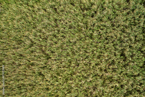 Obraz na płótnie Infinite structure of a reed grass from aerial perspective. Natural green background with green plants captured from above. Open grassland habitat in nature. w salonie