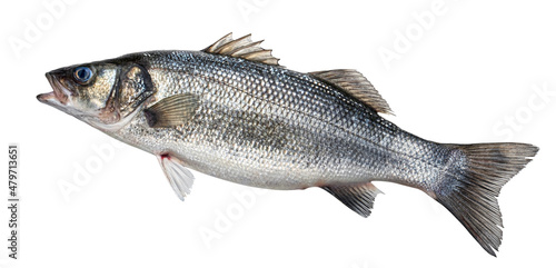 Sea bass, fresh seabass fish isolated on white background 