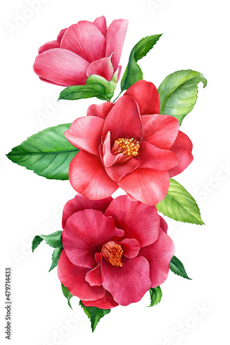 Bouquet of flowers, camellia on isolated white, watercolor drawing, botanical painting. flora design