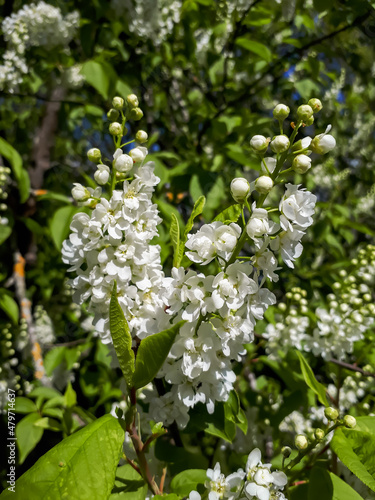 Close-up shot of white flowers of small tree the Bird cherry, hackberry, hagberry or Mayday tree (Prunus padus) in full bloom. Fragrant white flowers in pendulous long clusters (racemes)