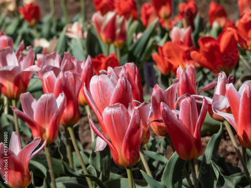 Group of large, showy and brightly colored - pink, rosy, red and orange tulip (tulipa) flowers in bright sunlight. Spring-blooming flowers