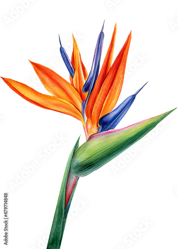 Valokuva Exotic strelitzia flowers, bird of paradise