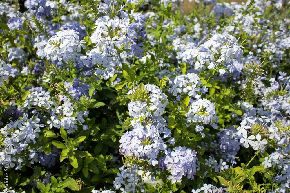 evocative close-up image of white flowers evocative close-up image of white flowers