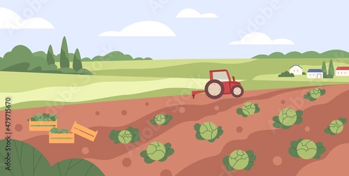 Farm vegetable garden. Tractor collecting harvest in country agriculture field. Cabbage crops growing in farmland. Countryside plantation landscape. Flat vector illustration of rural scenery panorama