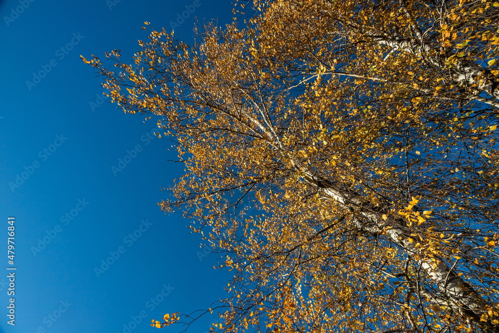 Birch crown with yellow leaves against the blue sky. Autumn tree. Autumn Birch crown with yellow leaves against the blue sky. Autumn tree. Autumn