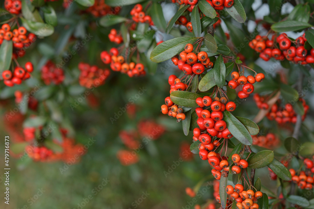 Red pyracantha berries on a tree