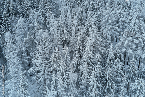 Beautiful winter forest, aerial view. Aerial view of snowy pine trees in mountains. Natural landscape