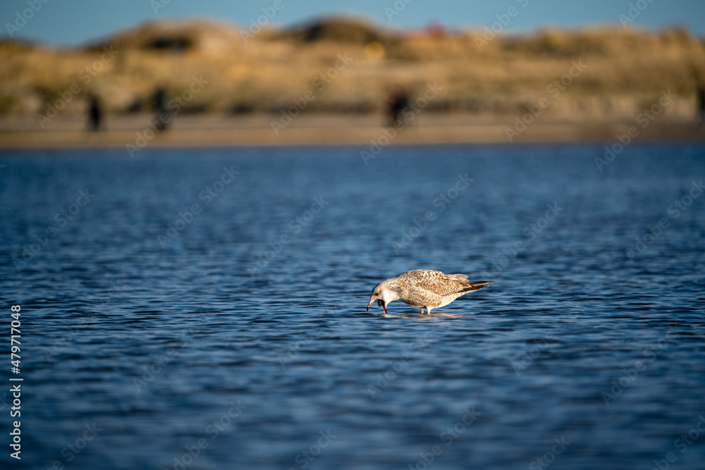Naklejka premium herring gull juvenile stands in the water and swirls food up the neck