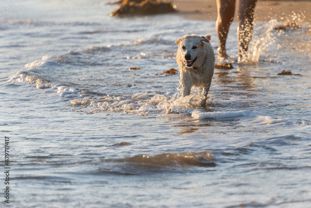 Dog playing in the water on the beach. Legs of the owner walking behind. Summer fun in Auckland. Dog playing in the water on the beach. Legs of the owner walking behind. Summer fun in Auckland.