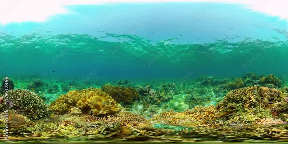 Underwater fish reef marine. Tropical colourful underwater seascape. Philippines. Virtual Reality 360. Underwater fish reef marine. Tropical colourful underwater seascape. Philippines. Virtual Reality 360.