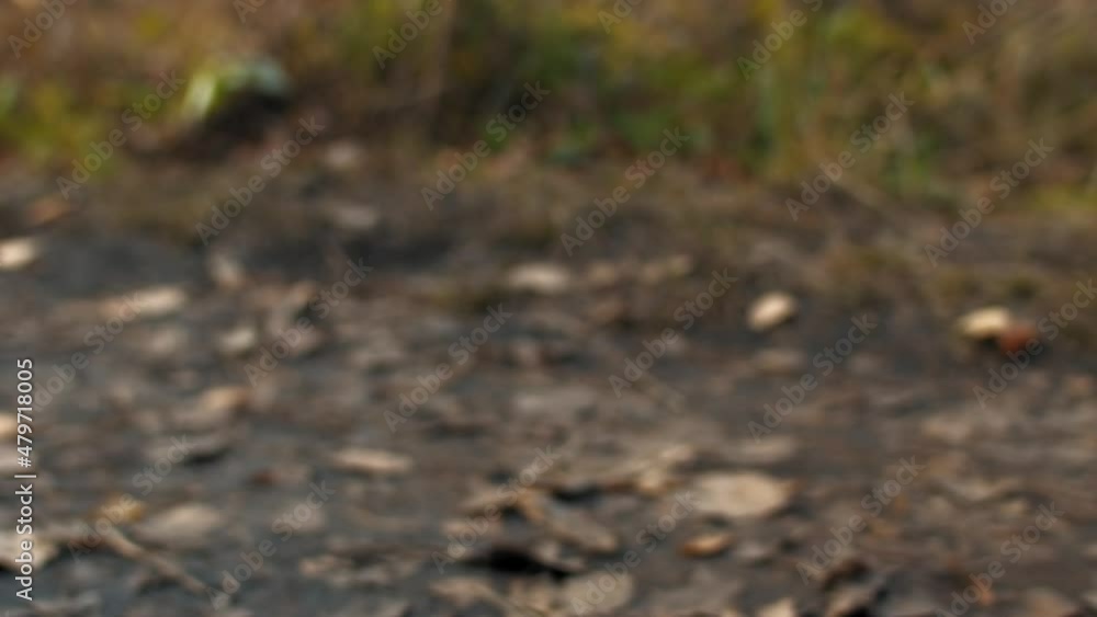 Man in denim pants and sneakers strolls on path near grass strewn with sticks and dry fallen leaves on forest path macro slow motion Man in denim pants and sneakers strolls on path near grass strewn with sticks and dry fallen leaves on forest path macro slow motion