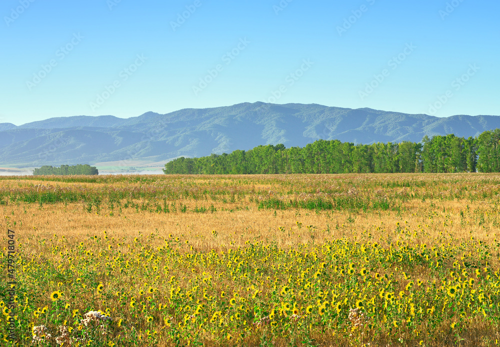 Hills in the foothills of Altai