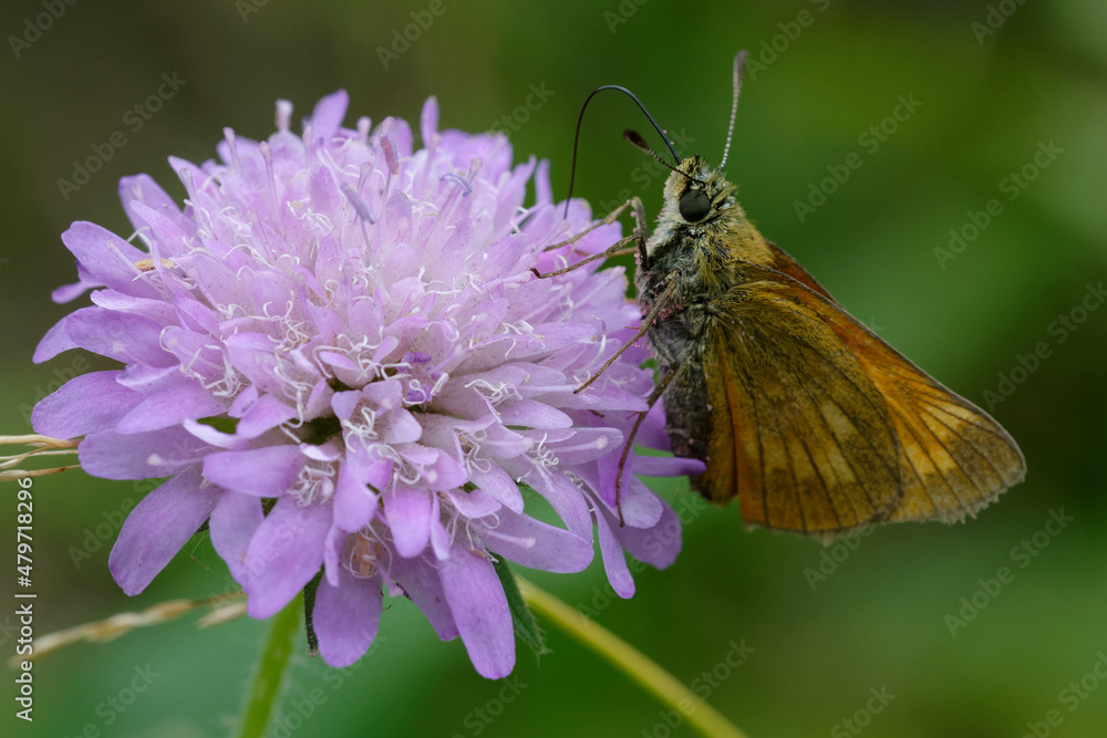 Large skipper (Ochlodes sylvanus) on a flower Large skipper (Ochlodes sylvanus) on a flower