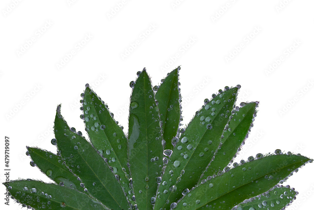 Lupine flower leaves with water drops after rain, highlighted on a white background. The object is located at the bottom in the center, a place for text. Concept: color science, botany, garden. Lupine flower leaves with water drops after rain, highlighted on a white background. The object is located at the bottom in the center, a place for text. Concept: color science, botany, garden.